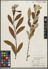 Foto von Salix scouleriana Barratt ex Hook.